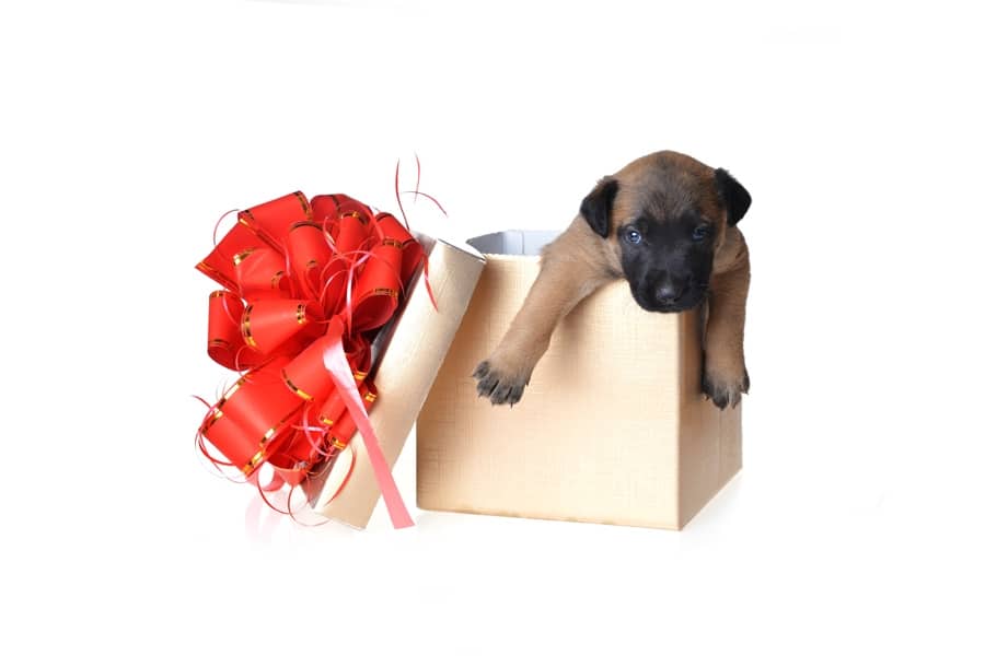 regalar mascotas