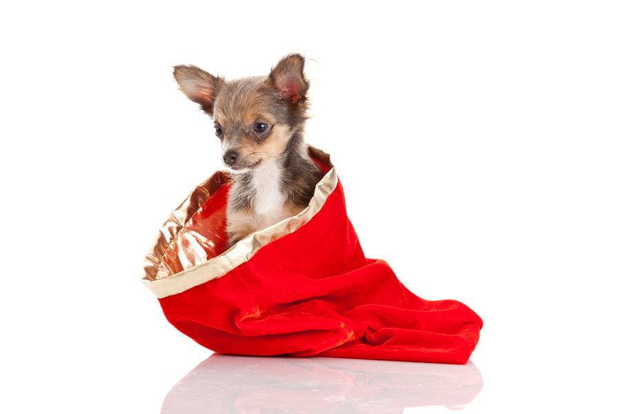 regalar un perro