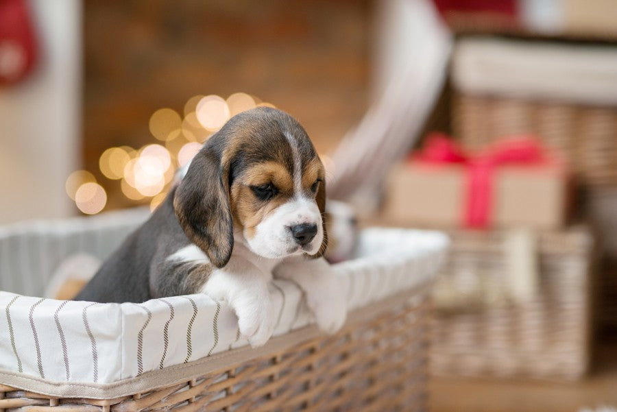 regalar un perro
