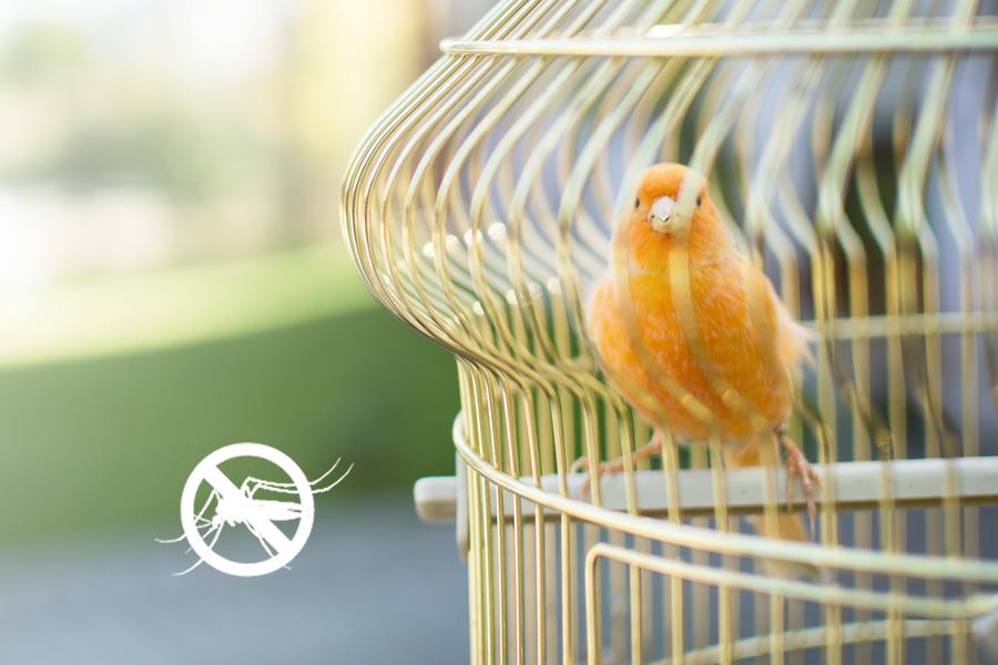 repelente de insectos para aves
