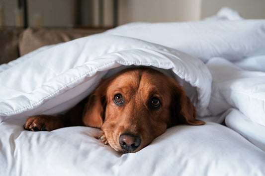 Resfriados en perros, síntomas y consejos para prevenirlos - Disane pet care