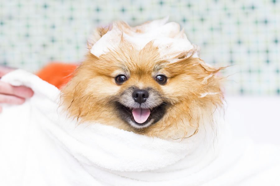 ¿Sabes cómo escoger un champú para perros? - Disane pet care