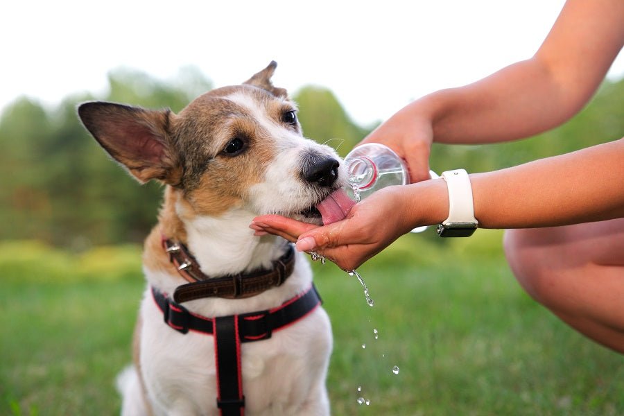 ¿Sabes cómo evitar que tu perro tenga un golpe de calor? - Disane pet care