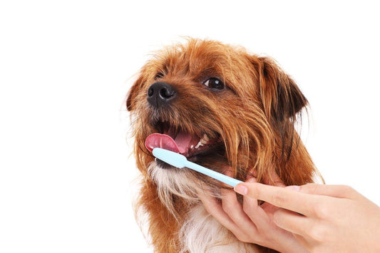 ¿Sabes cómo limpiar los dientes de tu perro? - Disane pet care