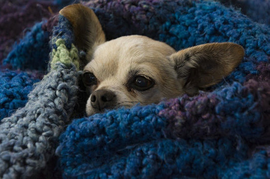 ¿Sabes cuáles son las razas de perros que soportan peor el frío? - Disane pet care