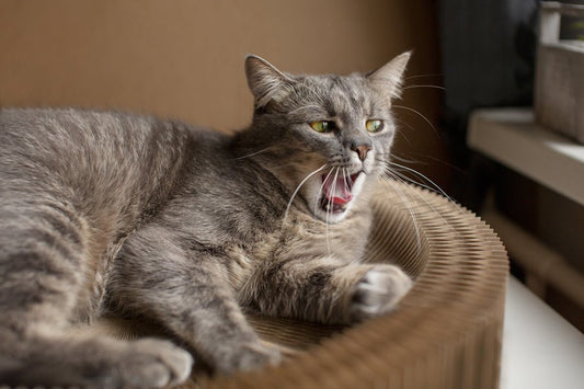 ¿Sabes identificar los maullidos de tu gato? - Disane pet care