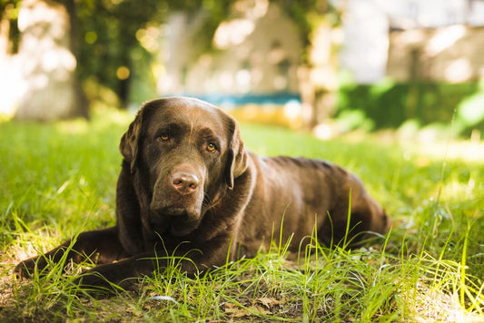 ¿Sabes qué cuidados necesita tu perro cuando se hace viejo? - Disane pet care