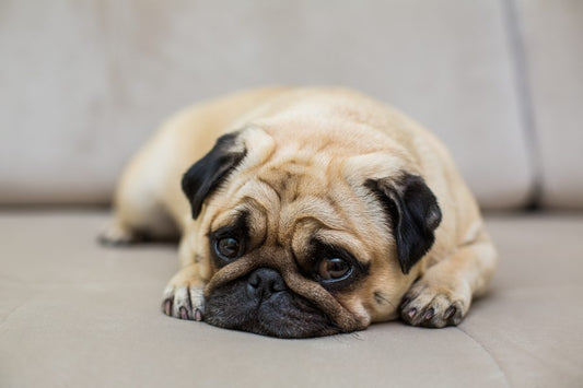 ¿Sabías que los perros pueden oler tu estrés? - Disane pet care