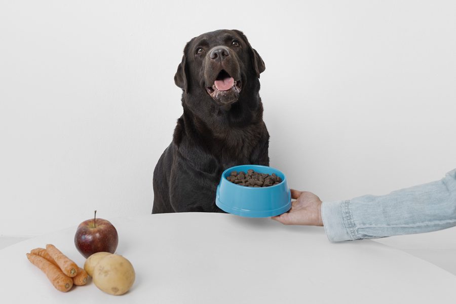 salud digestiva de los perros