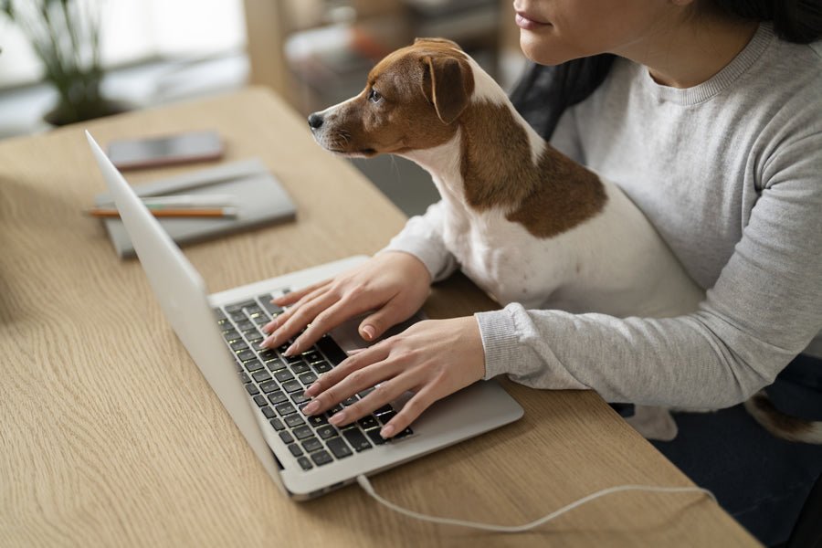 Seguro de responsabilidad civil, obligatorio si tienes perro - Disane pet care