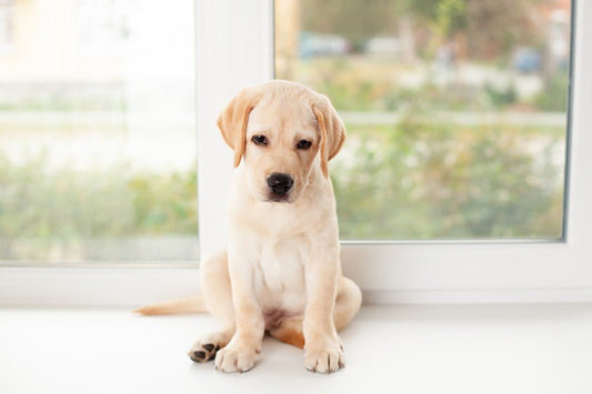 Sí, ¡tu mascota también se deprime tras las vacaciones! - Disane pet care