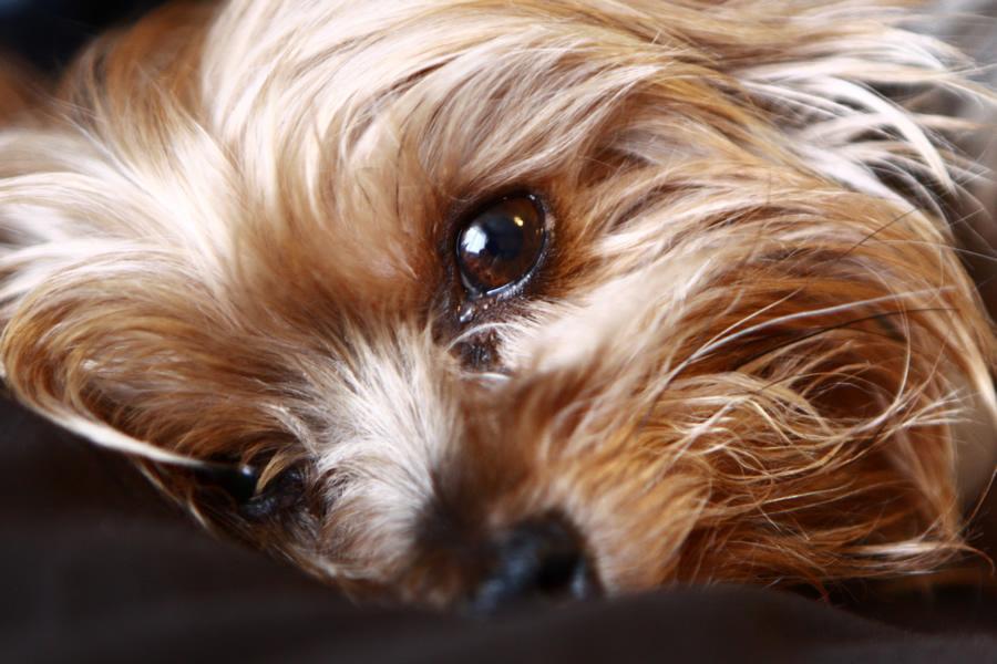 Síndrome de Cushing en perros y gatos, qué es y cuáles son sus síntomas - Disane pet care