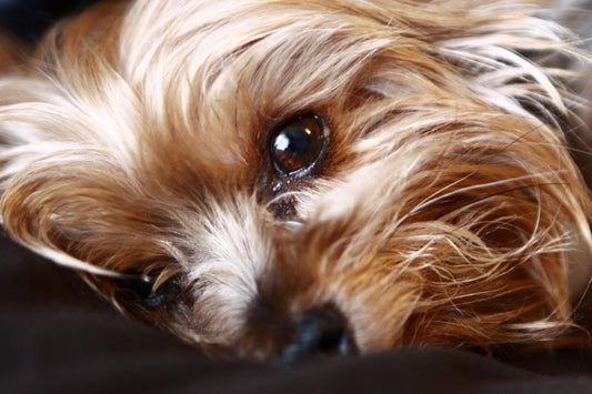Síndrome de Cushing en perros y gatos, qué es y cuáles son sus síntomas - Disane pet care