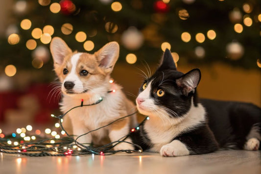 Síndrome post-navideño ¿sabes en qué consiste? - Disane pet care