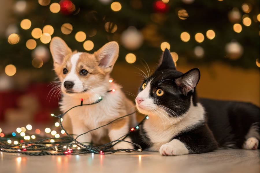 spray relajante para perros y gatos