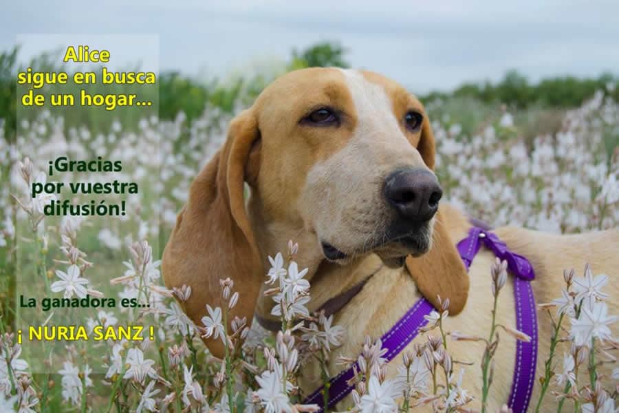 Sorteo Disane productos para perros