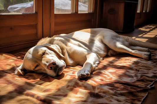 ¿Sospechas que tu perro tiene demencia senil? - Disane pet care