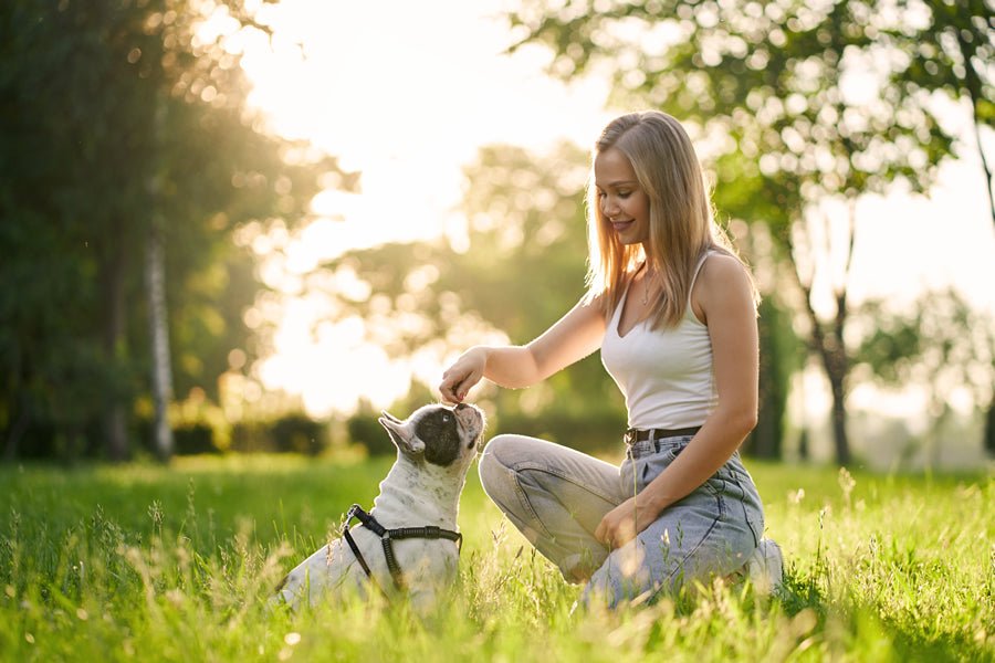 Stop garrapatas en verano, ¡extrema las precauciones! - Disane pet care