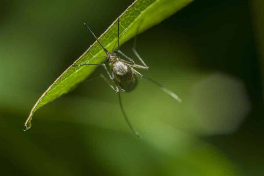 Stop leishmaniosis, en la Semana de Acción contra los mosquitos - Disane pet care