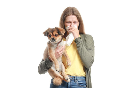 ¿Tienes alergia a tu perro?  ¡Toma nota de estos consejos! - Disane pet care