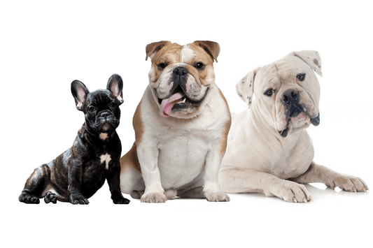 Tipos de bulldog, características y cuidados - Disane pet care
