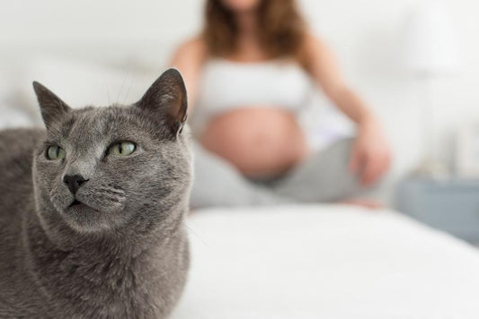 Toxoplasmosis, embarazo y gatos. Medidas para prevenir la toxoplasmosis. - Disane pet care