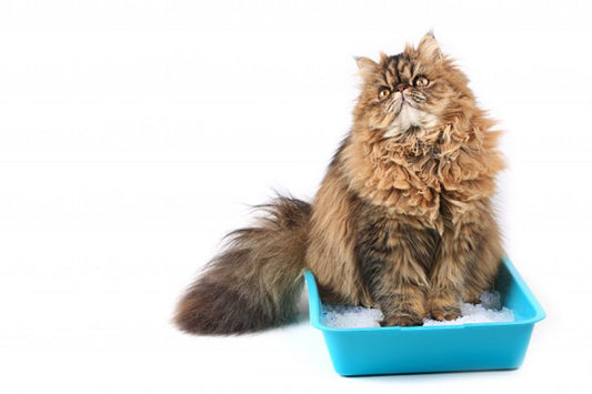 ¿Tu gato orina sin control en casa? ¡ Conoce los motivos!  - Disane pet care