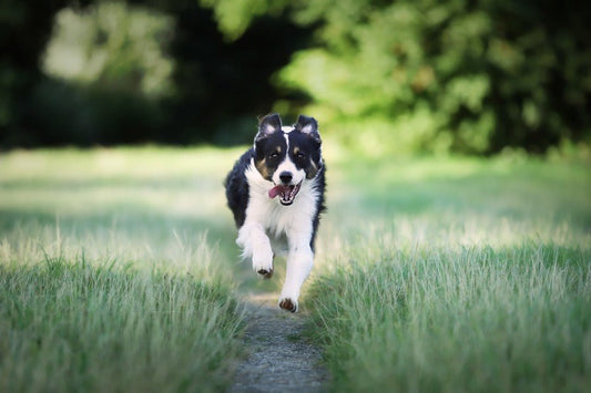 ¿Tu perro es nervioso? Te damos algunos consejos para calmarle - Disane pet care