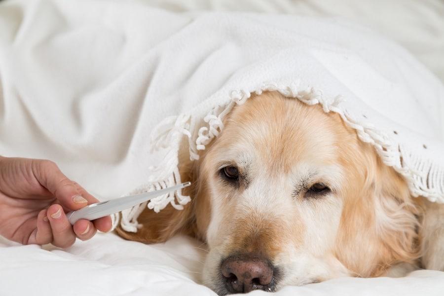¿Tu perro está resfriado? Te damos algunos consejos - Disane pet care