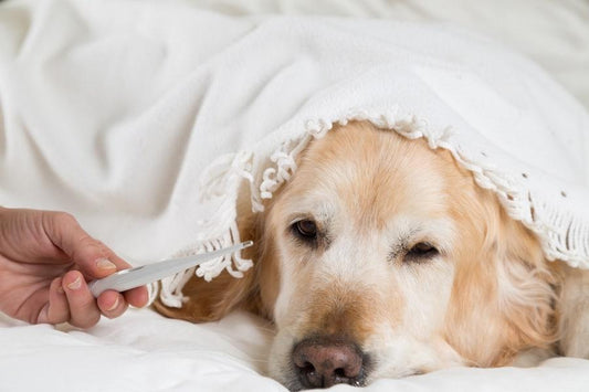 ¿Tu perro está resfriado? Te damos algunos consejos - Disane pet care