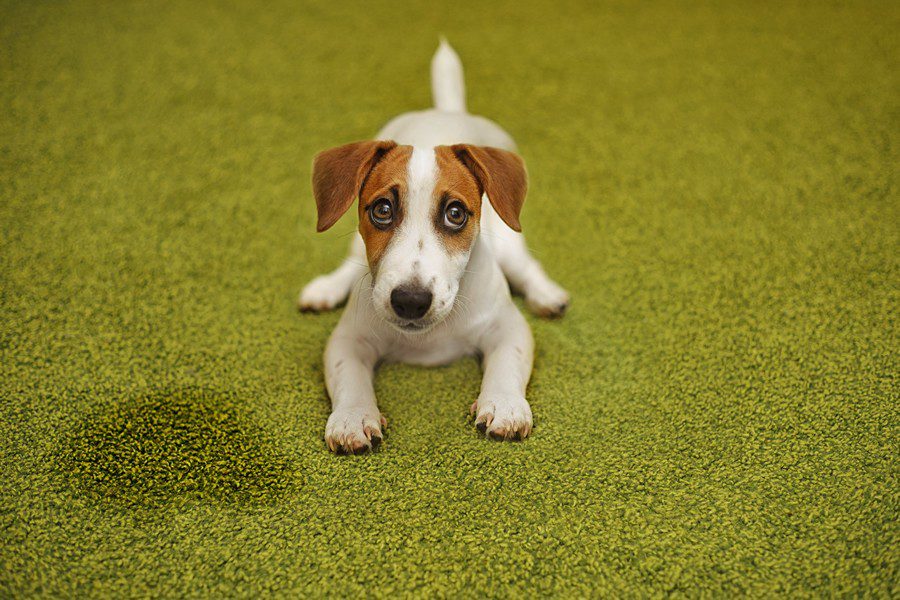 ¿Tu perro se orina sin control? ¡Descubre las razones! - Disane pet care