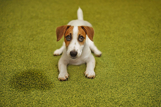 ¿Tu perro se orina sin control? ¡Descubre las razones! - Disane pet care