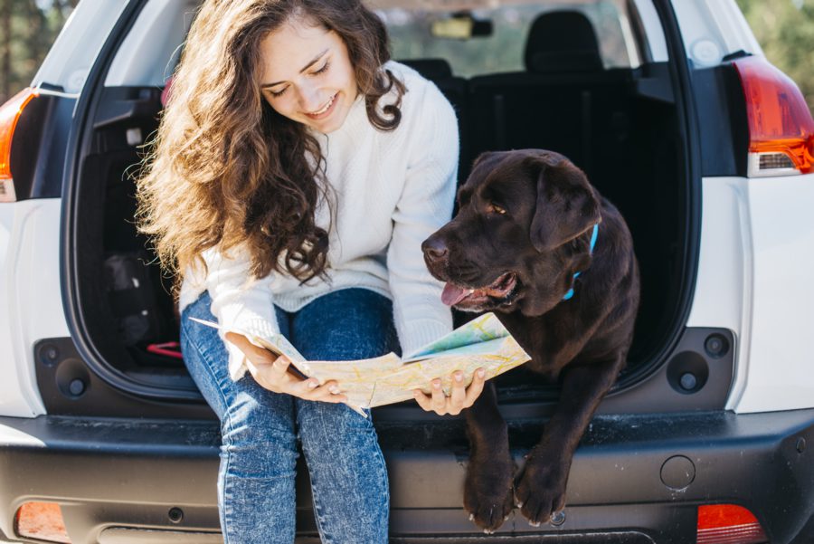 ¿Tu perro se pone nervioso cuando viaja? ¡Te damos unos consejos! - Disane pet care
