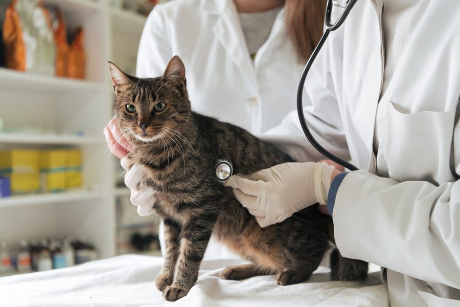 tu gato necesita ir al veterinario