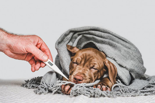 Un invierno de perros: cuidados para tu mascota frente al frío - Disane pet care