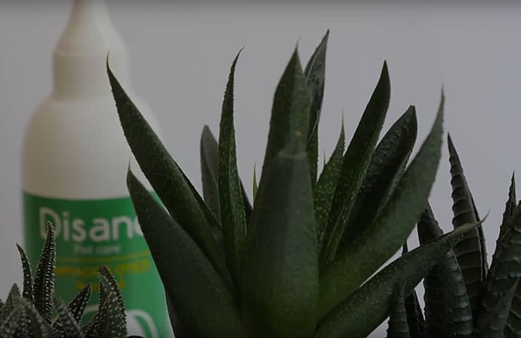 Uso de pipetas, champu y collares antiparasitarios
