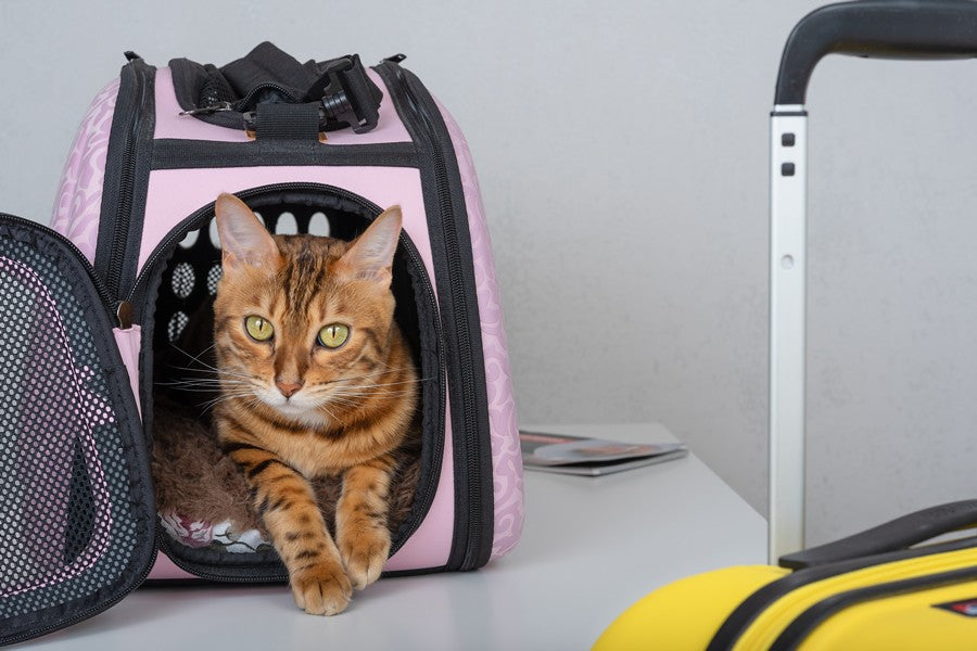 vacaciones con tu gato
