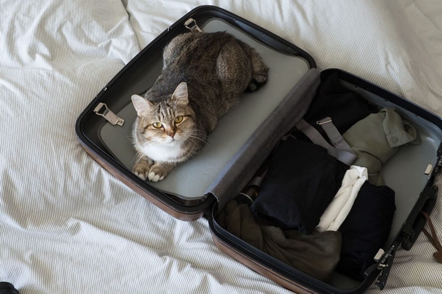 gato vacaciones