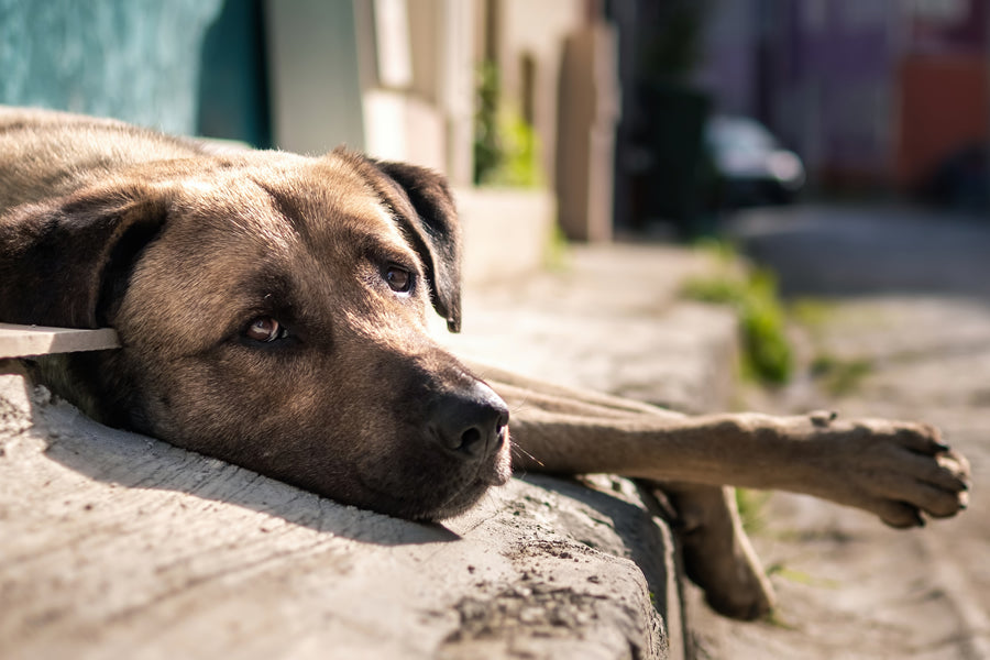 verano de perros