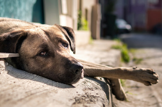 verano de perros