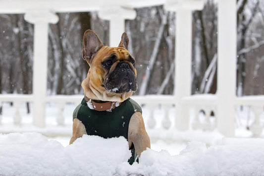 Vigila la dermatitis de tu perro en invierno - Disane pet care
