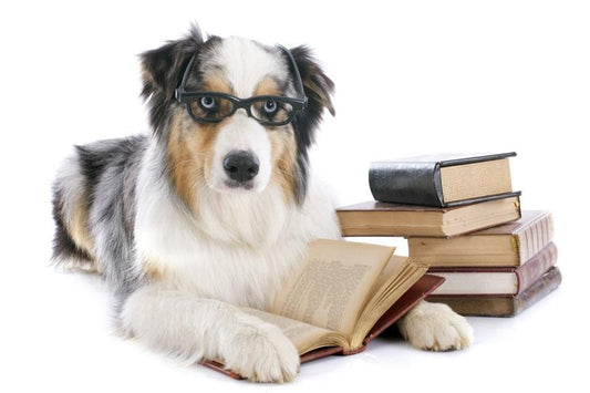 Vuelta al cole “de perros” - Disane pet care