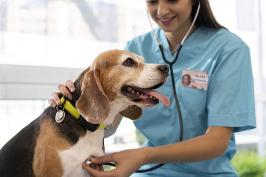 Vuelta al cuidado de tu mascota tras las vacaciones - Disane pet care