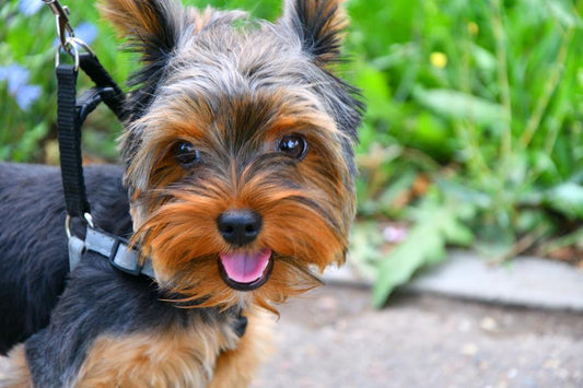 Yorkshire, consejos y curiosidades - Disane pet care