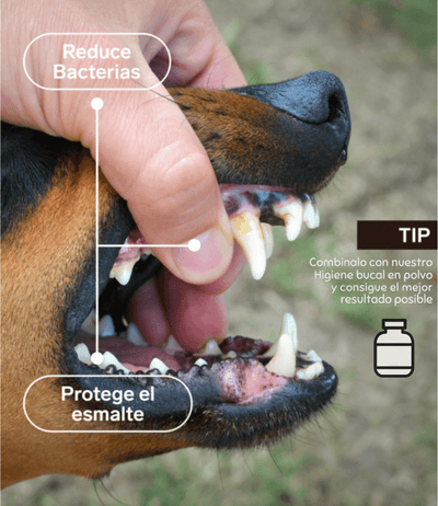 Mal aliento perro | Spray higiene dental