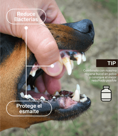 Mal aliento perro | Spray higiene dental