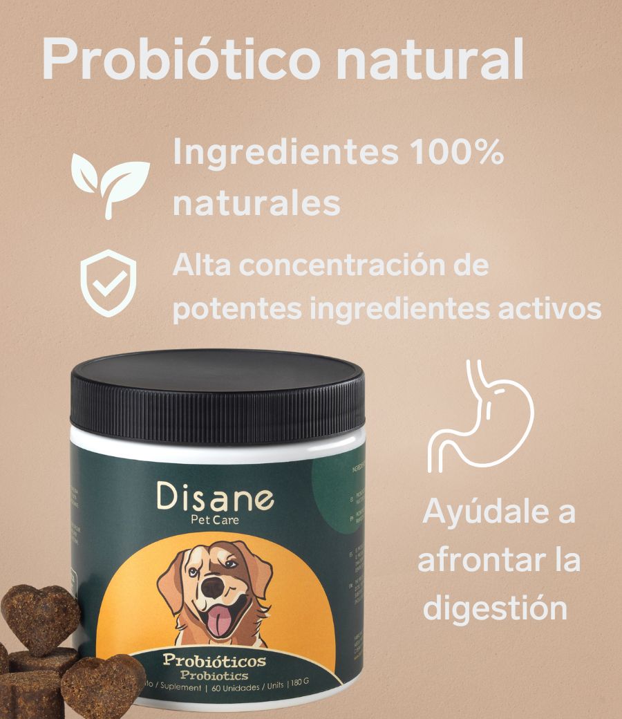 Salud intestinal canina