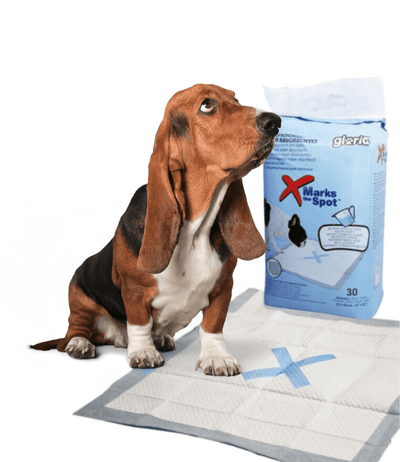 Empapadores súper absorbentes para perros