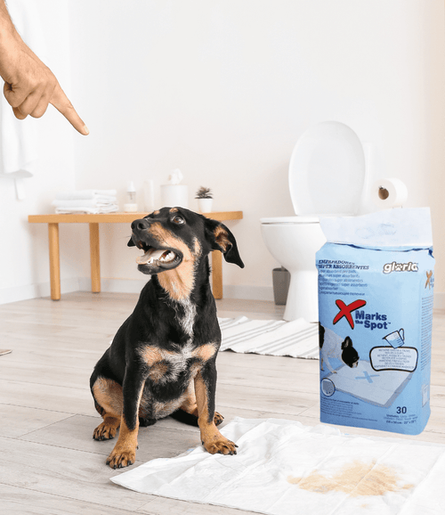 Empapadores súper absorbentes para perros