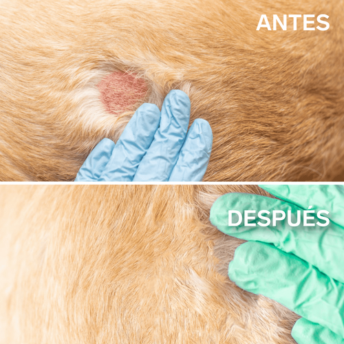 Spray Calmante Antipicores para Perros — Alivio inmediato del picor, irritación y rascado | 150 ml